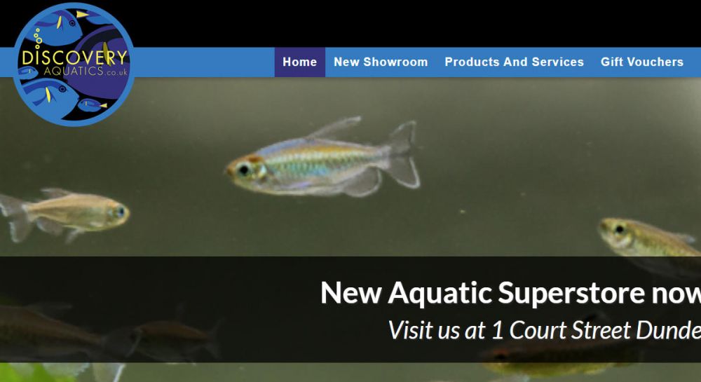 website designed for Discovery-Aquatics